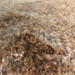 Neophema wood shavings