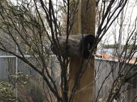Wire nest in tree Bird Nest Box